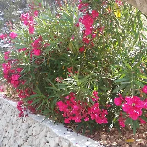  Apartment Cala Galdana Beach